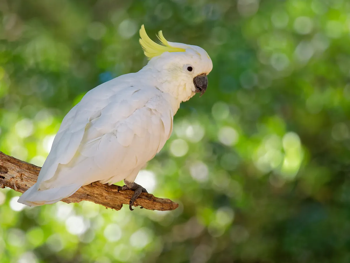 How Long Do Cockatoos Live? (All You Need To Know)