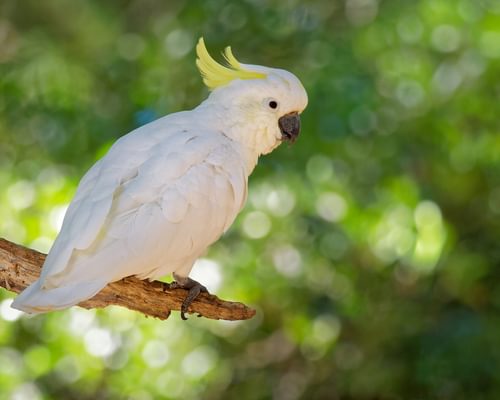 How Long Do Cockatoos Live? (All You Need To Know)