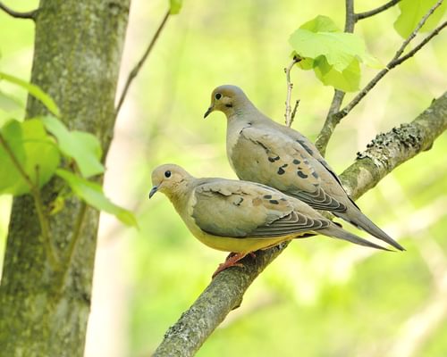 How Long Do Mourning Doves Live? (Mourning Dove Lifespan)