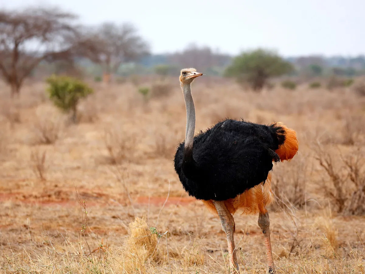 How Long Do Ostriches Live? (Ostrich Lifespan)