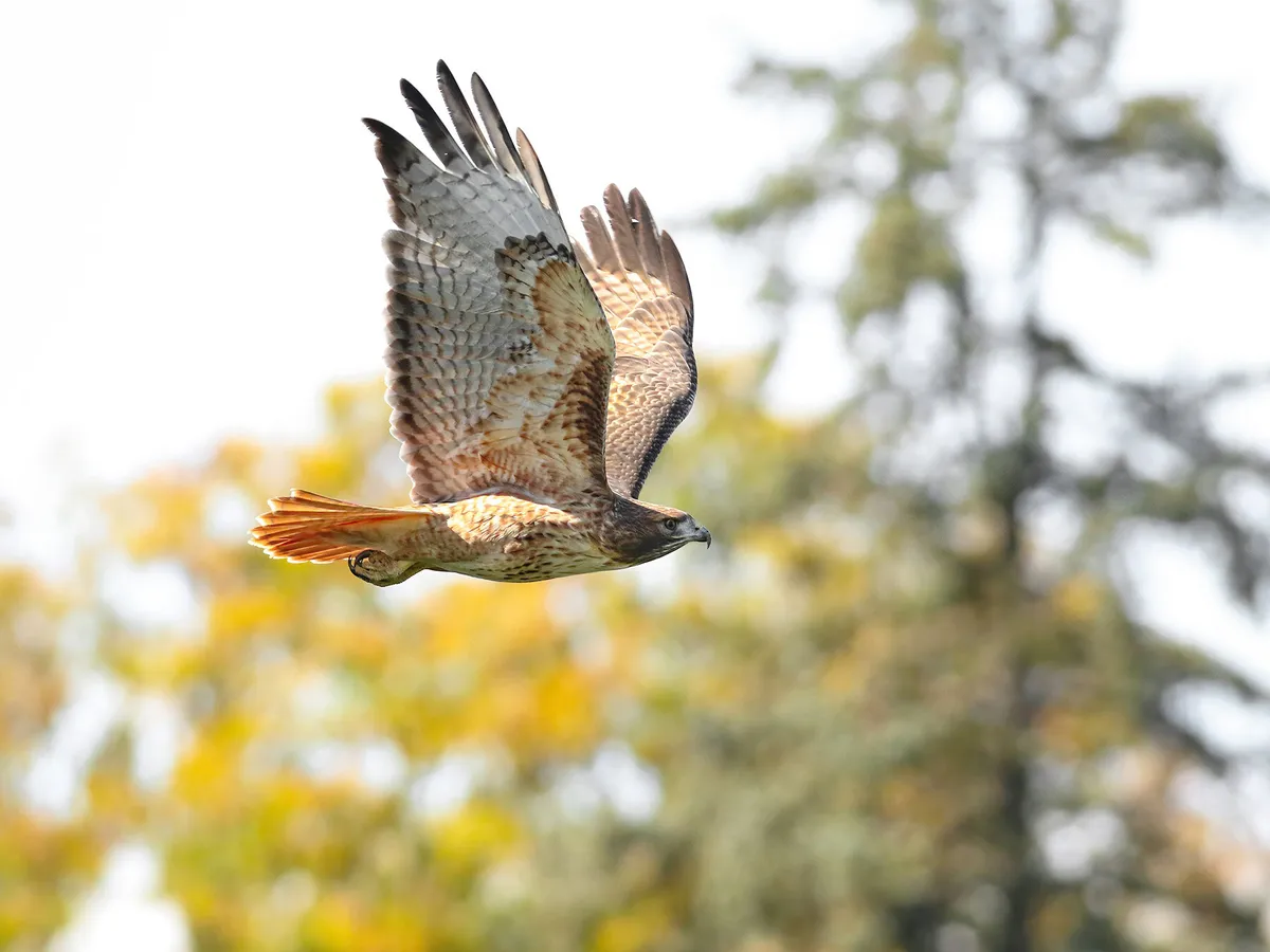 How Long Do Red-Tailed Hawks Live? (Red-tailed Hawk Lifespan)