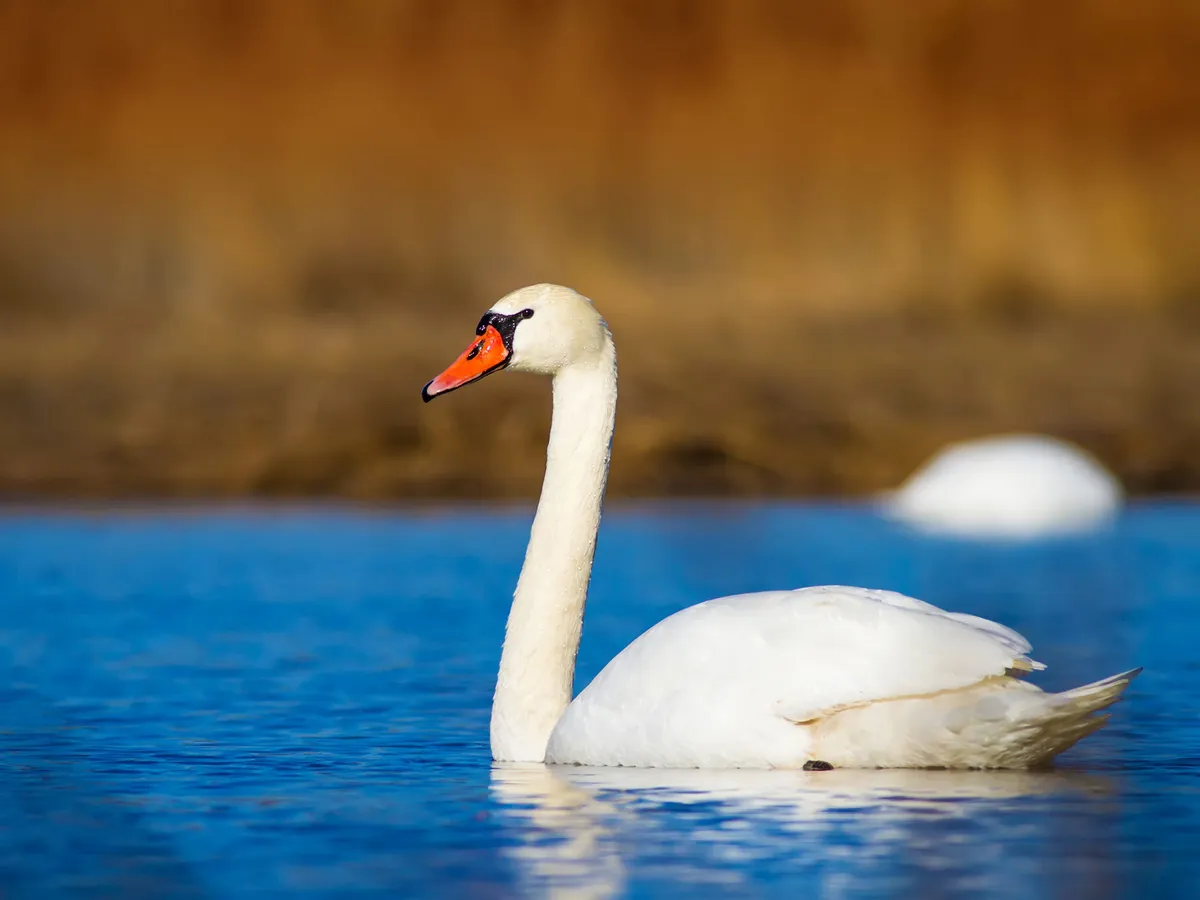 How Long Do Swans Live? (Complete Guide)