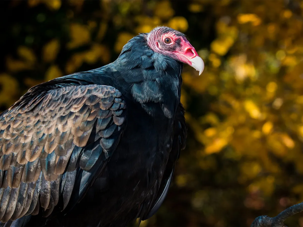 How Long Do Turkey Vultures Live?