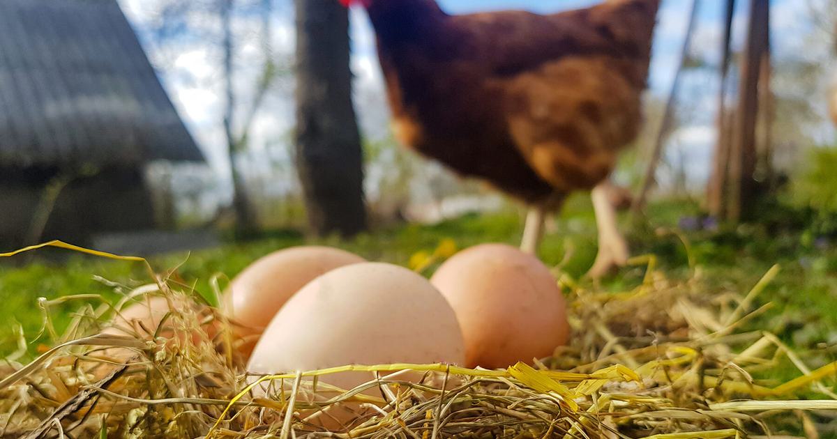 How Often Do Chickens Lay Eggs? | Birdfact