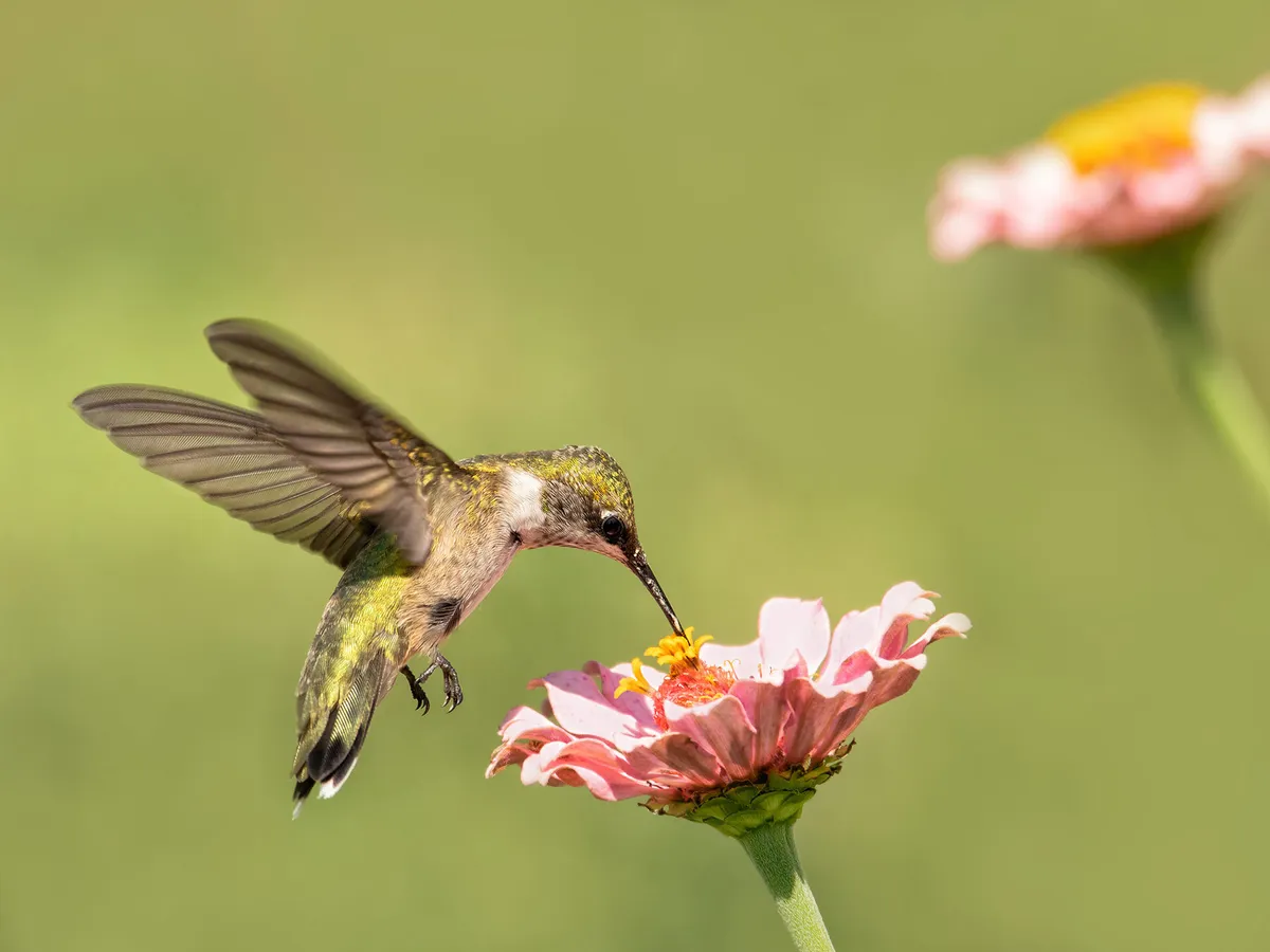 Hummingbirds are one of the crucial species when it comes to ornithophily (pollination by birds)
