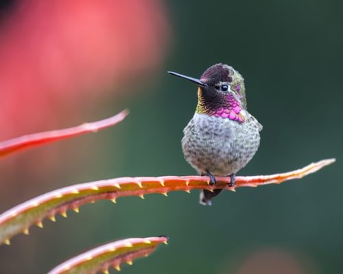 Types Of Hummingbirds In Georgia (Complete Guide)