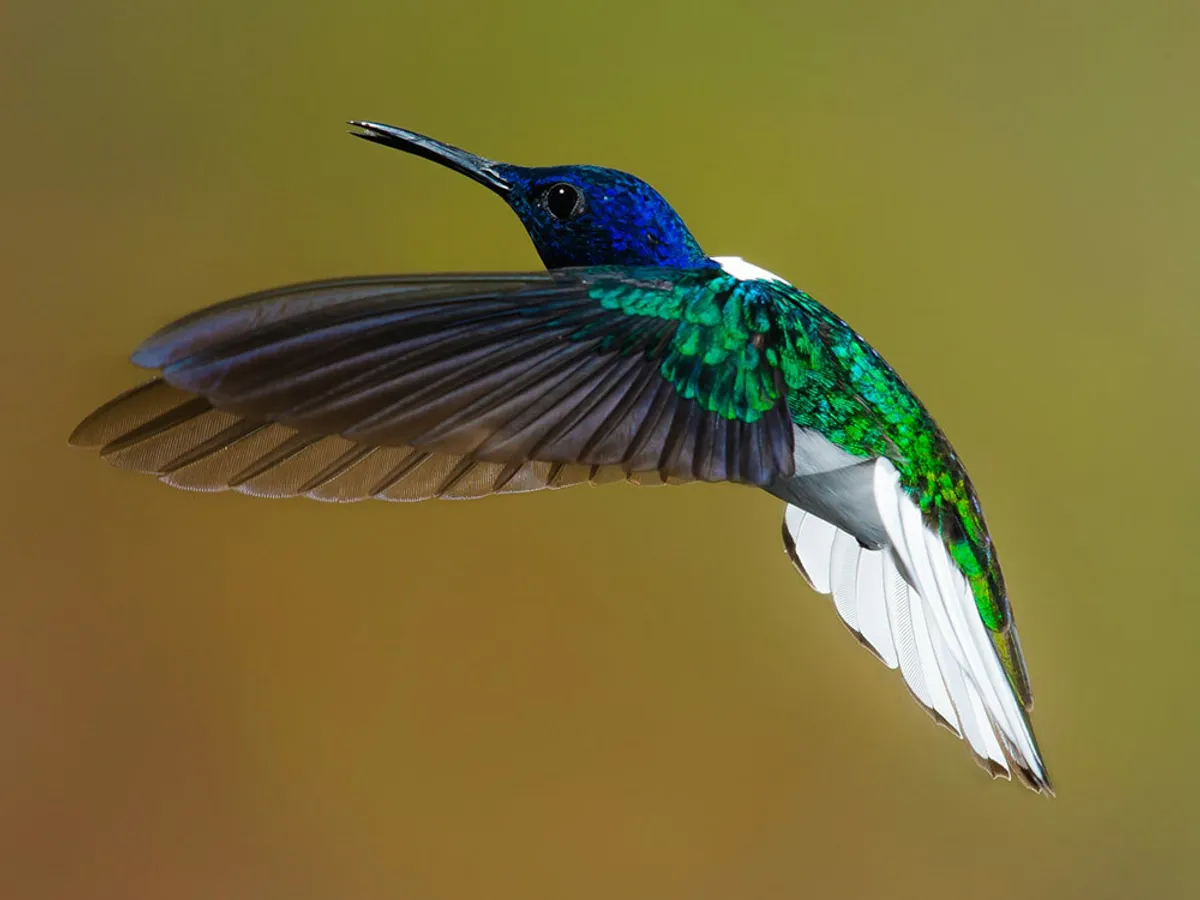 Hummingbirds in the UK