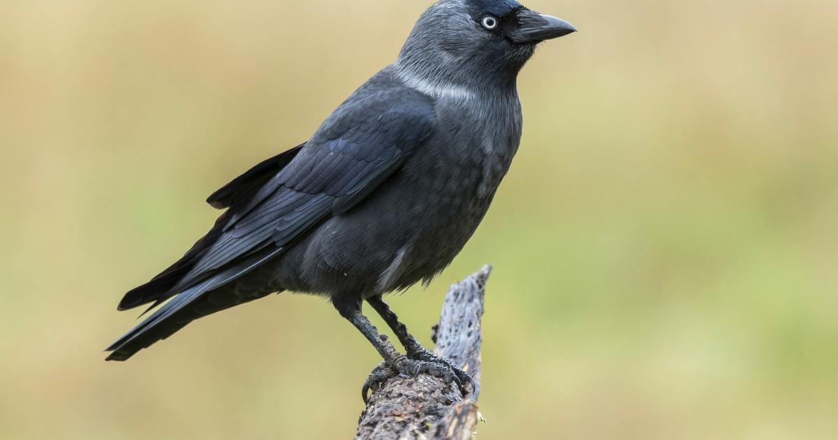 trist domæne ingeniørarbejde Jackdaw Bird Facts (Corvus monedula) | Bird Fact
