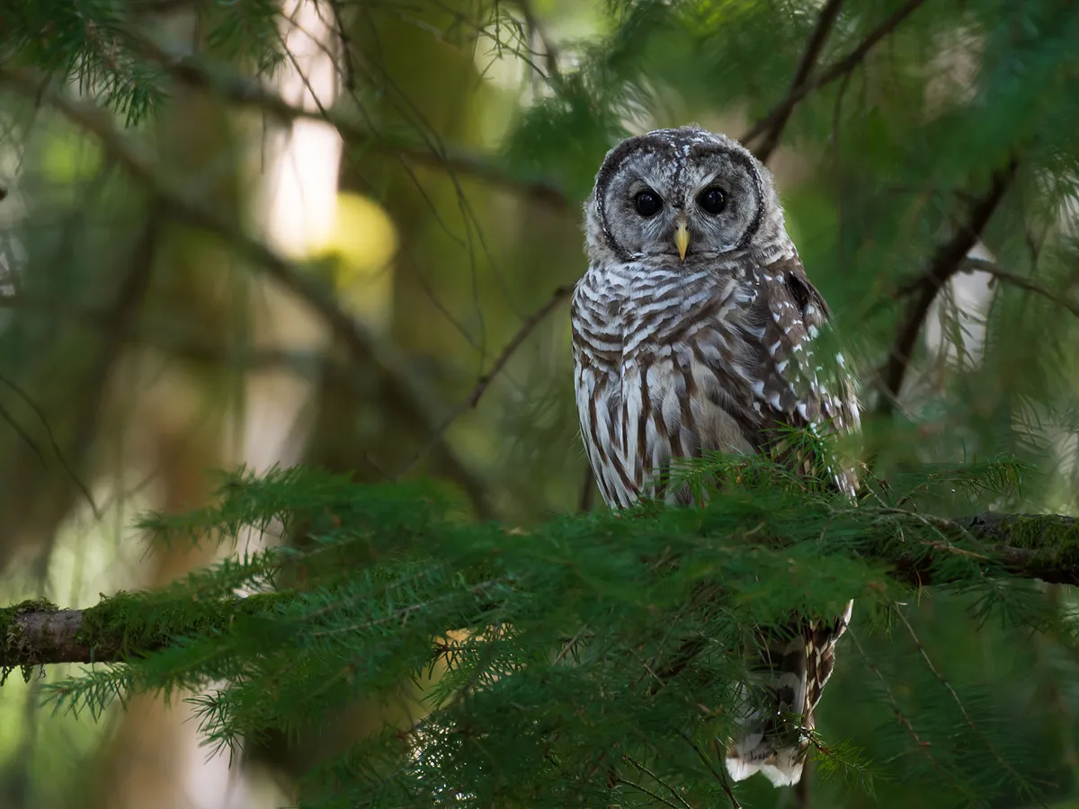 Juvenile Barred Owls (Identification Guide with Pictures)