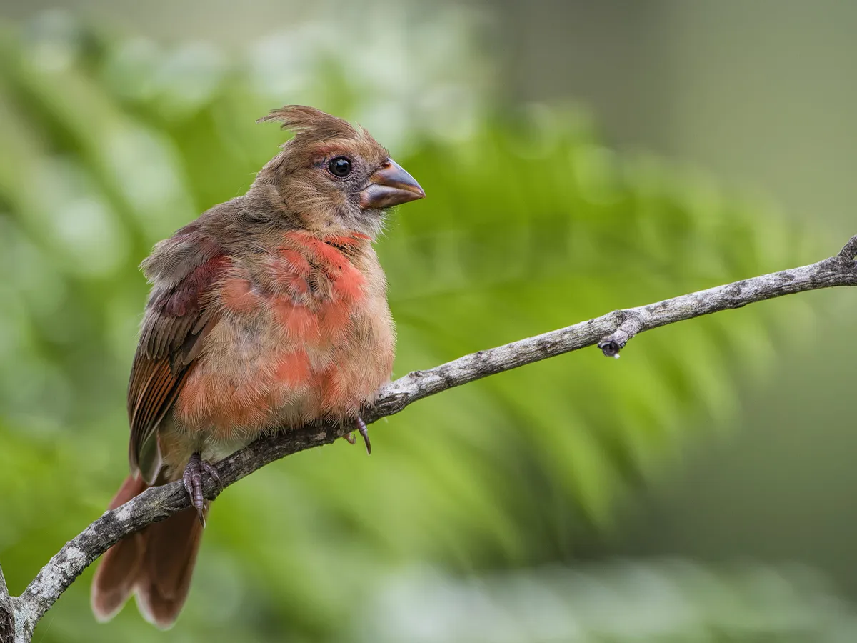 Juvenile Cardinals (Identification Guide with Pictures)