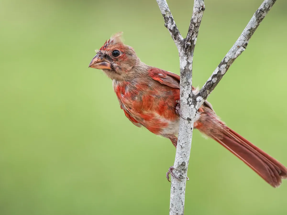 Juvenile male cardinal