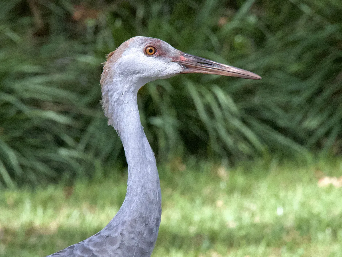 Juvenile Sandhill Cranes (Identification Guide with Pictures)