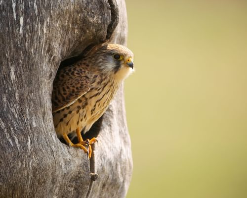 Kestrel Nesting in the UK