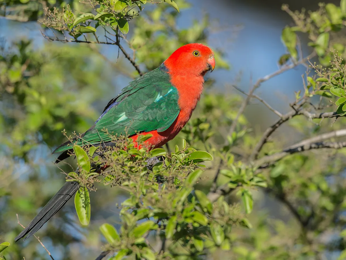 King Parrots forage for food throughout the day
