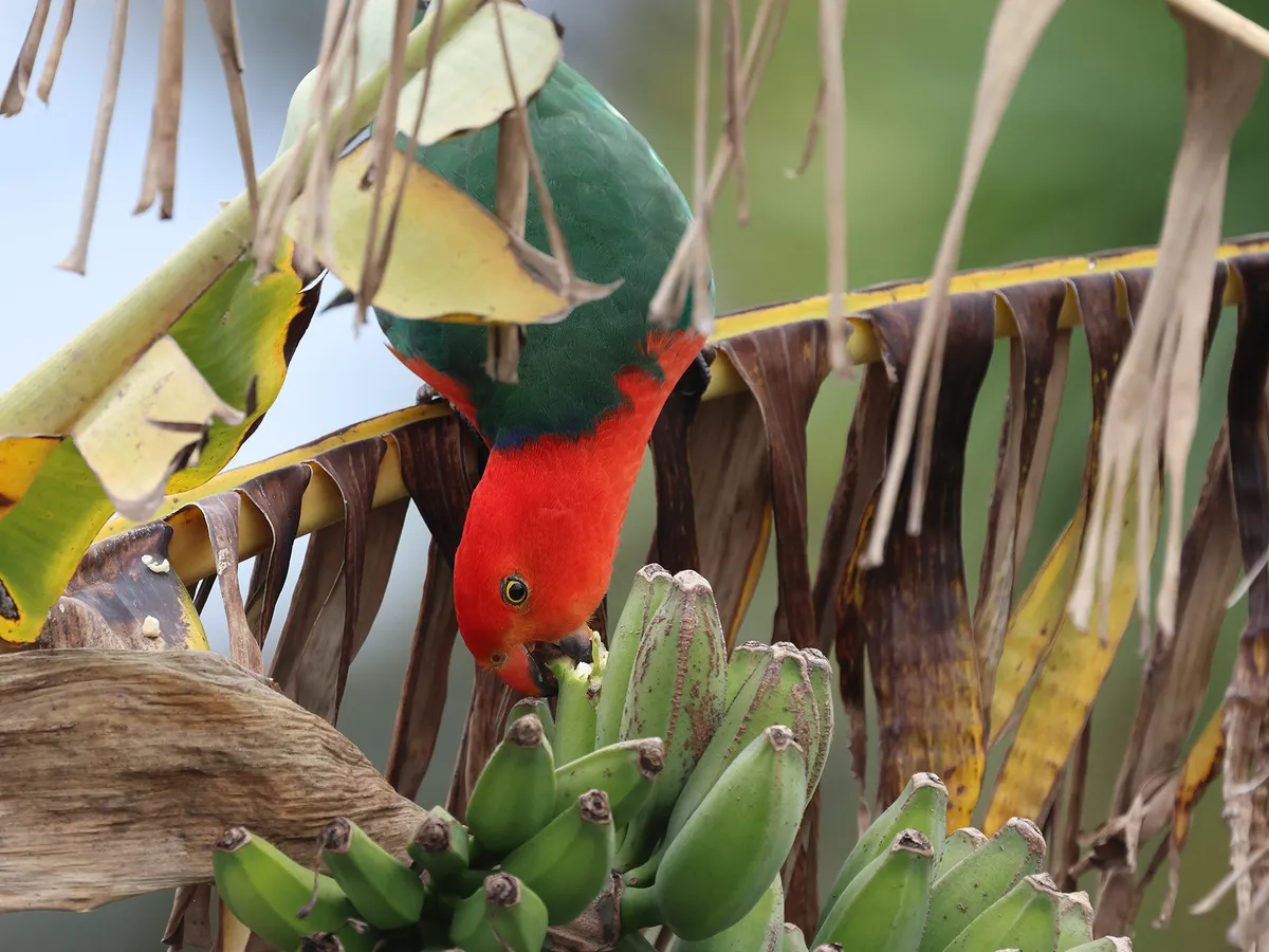 Close up of an Australian King Parrot eating bananas