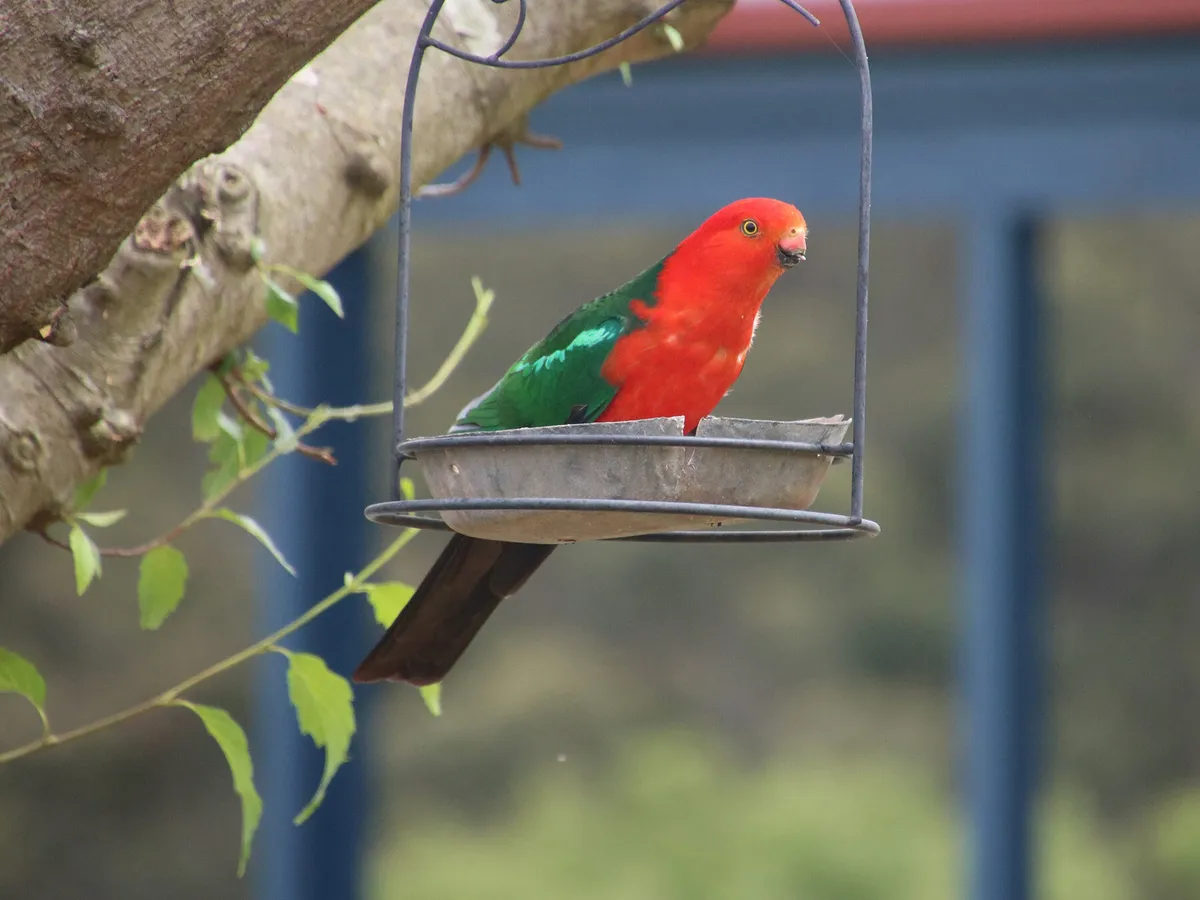 King Parrot feeding from a bird feeder