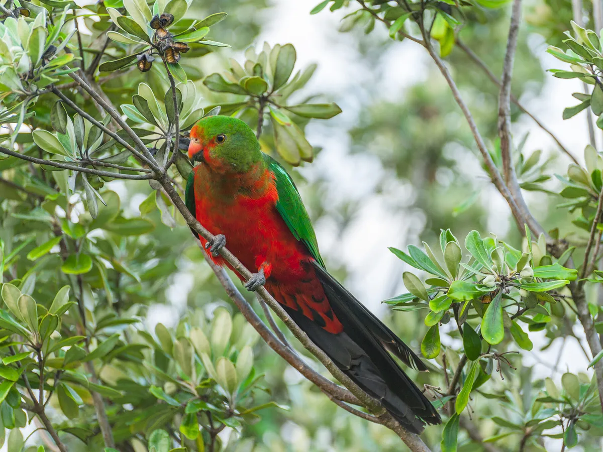 Australian King Parrot foraging for food