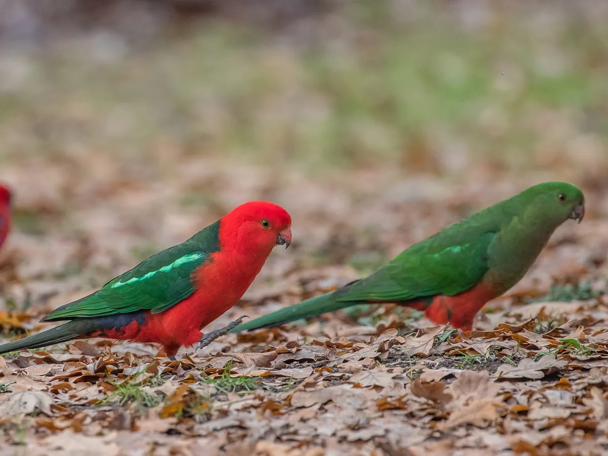Male (left) and female (right) King Parrots searching for food