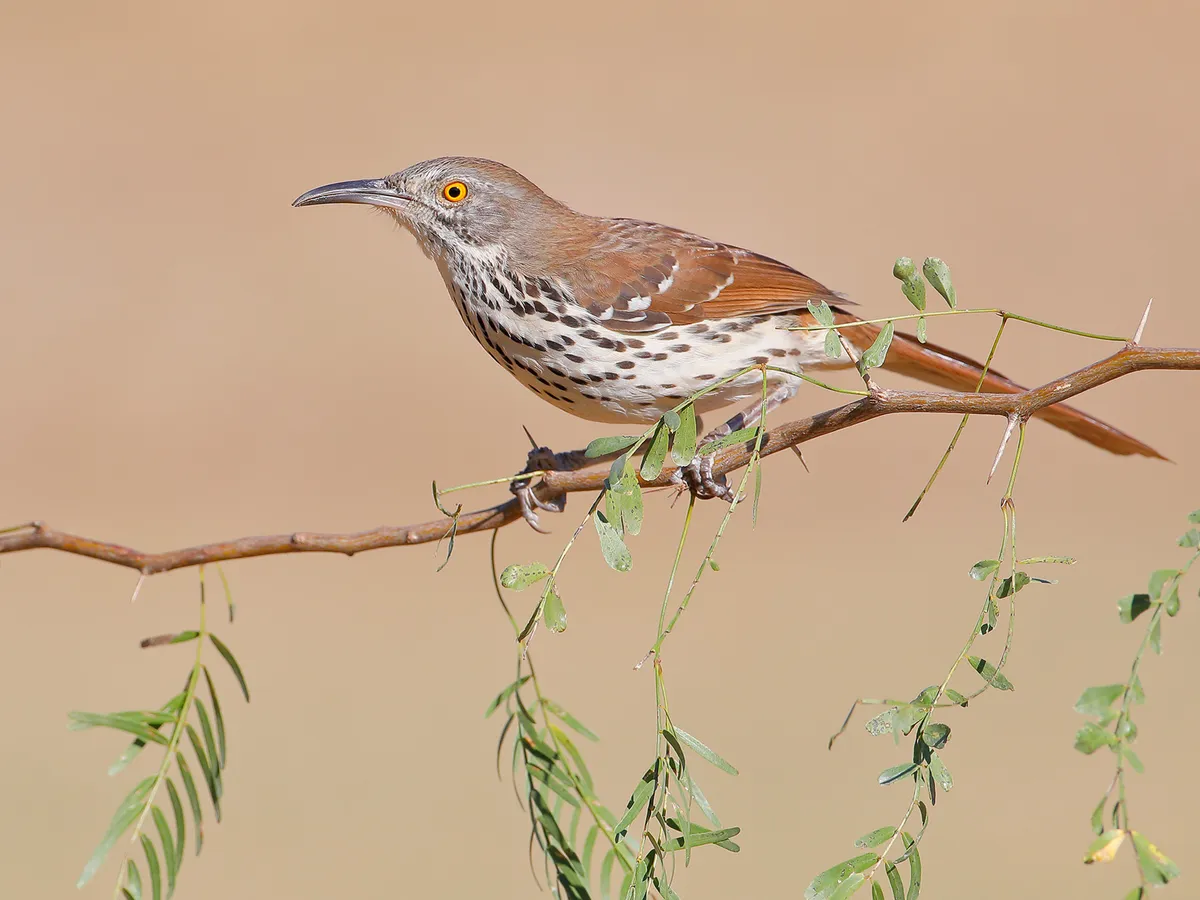 In Texas, the Long-billed Thrasher can be mistaken for the Brown Thrasher