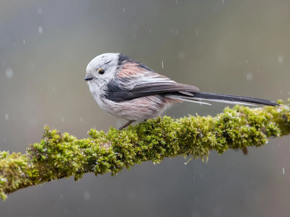 Long-tailed Tit Nesting: A Complete Guide