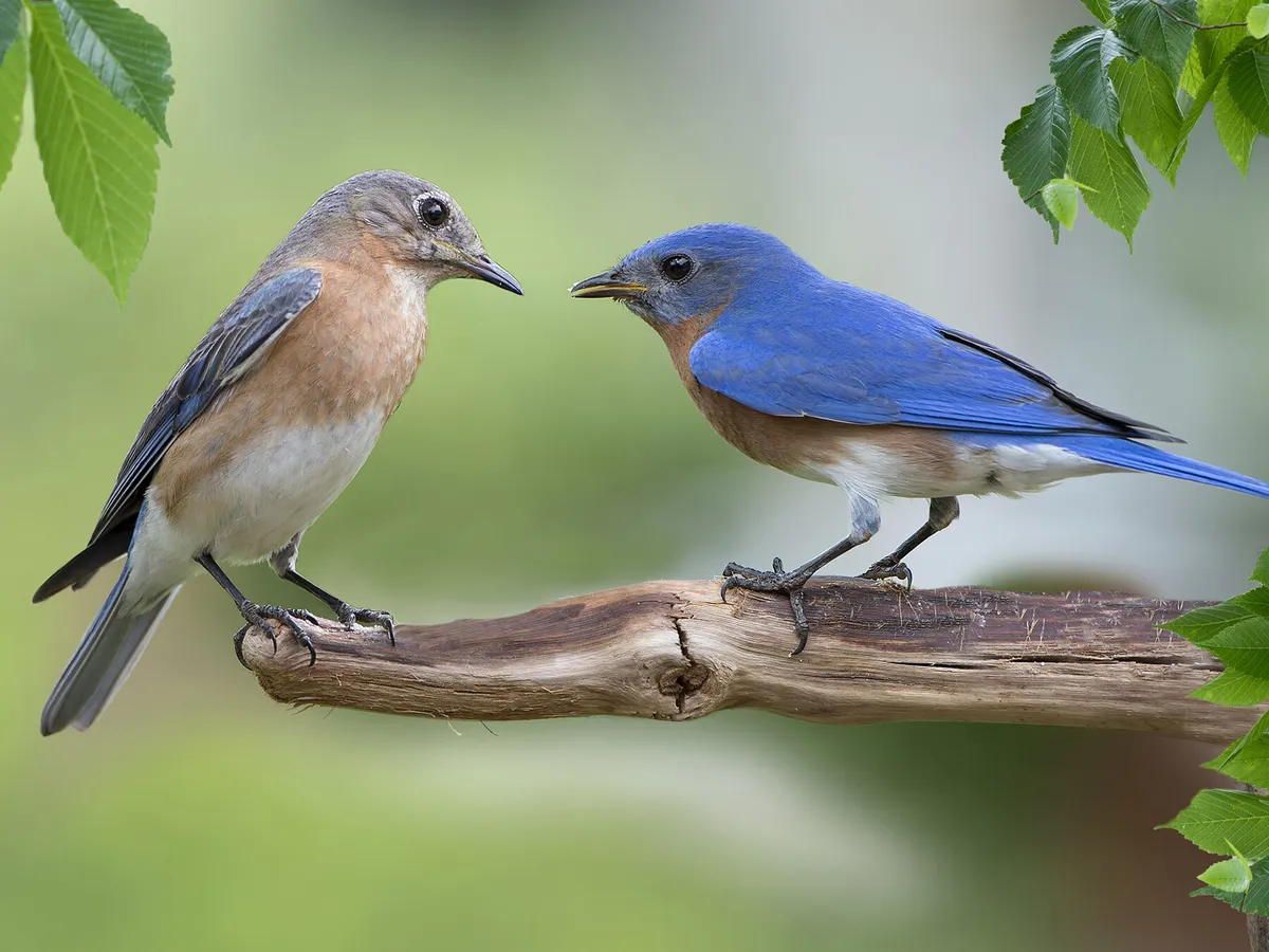 Bluebird or Blue Jay: What Are The Differences - Unianimal