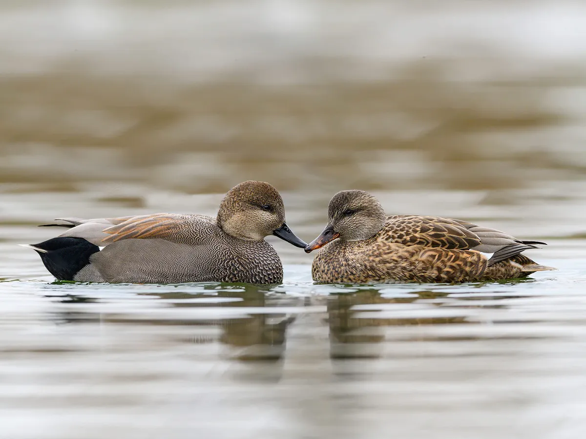 A male and female Gadwall