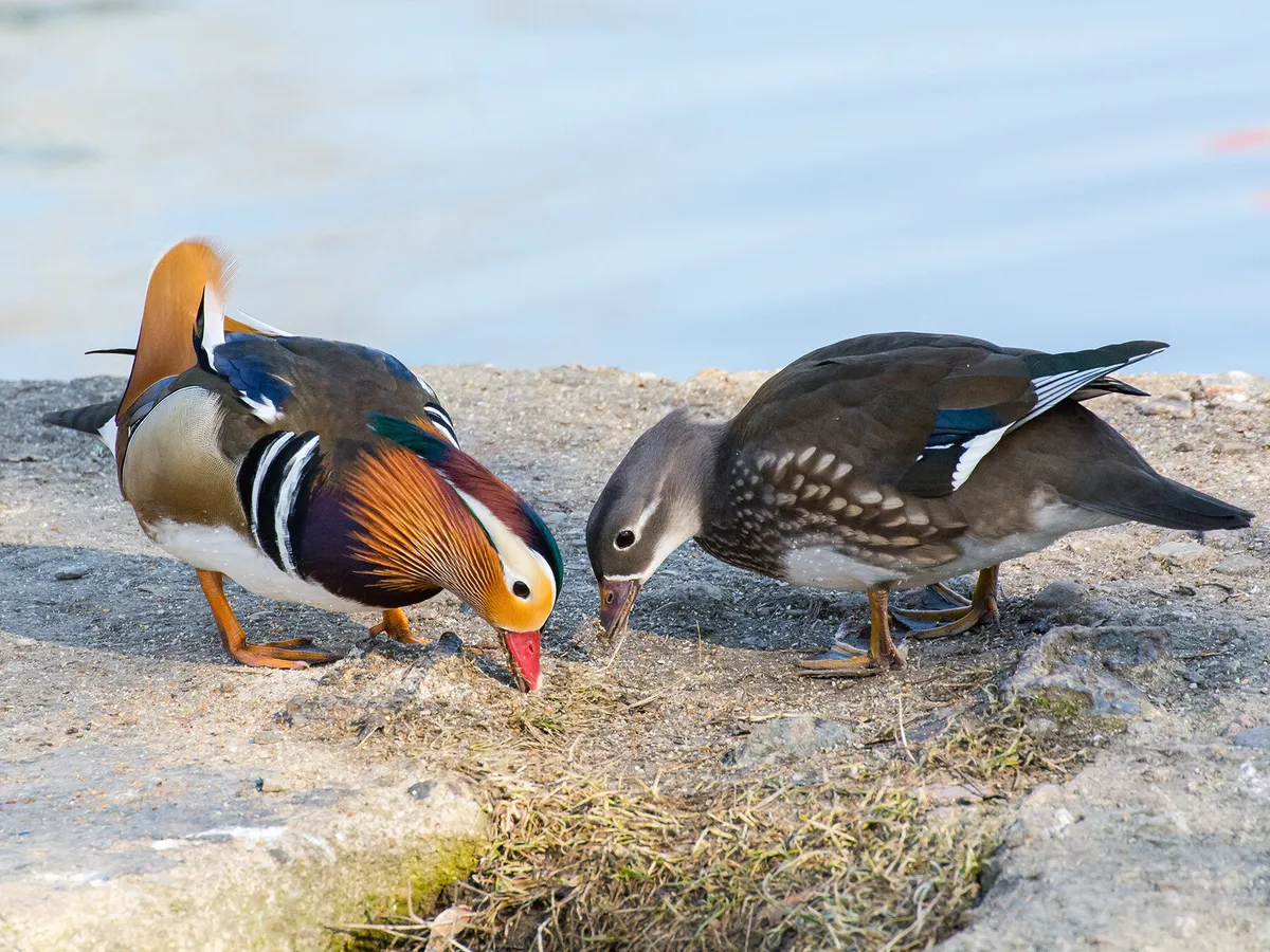 A pair of mandarin ducks feeding together
