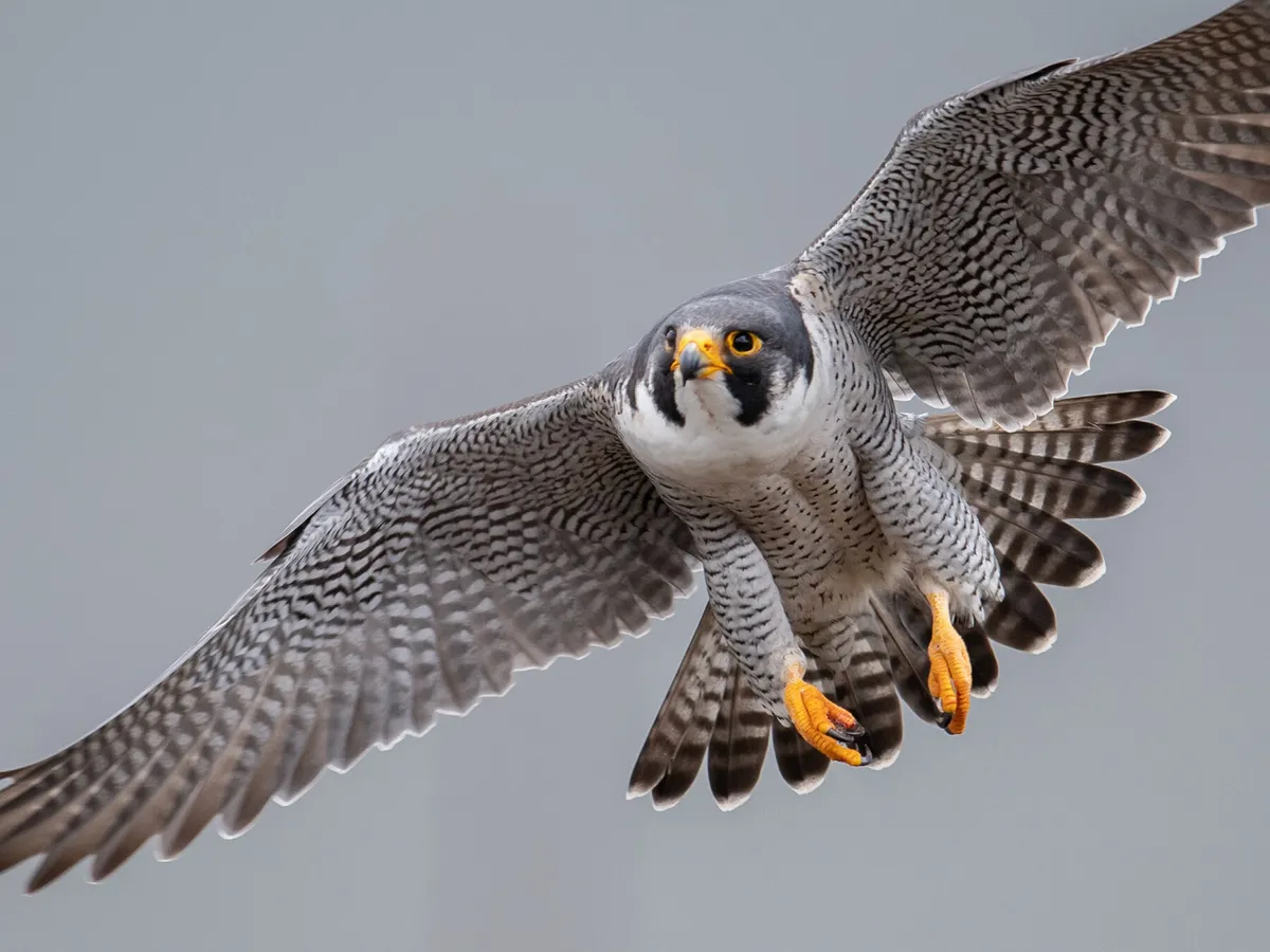 Male vs Female Peregrine Falcons: How To Tell The Difference