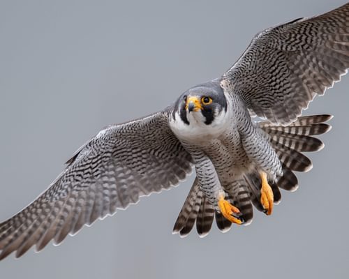Male vs Female Peregrine Falcons: How To Tell The Difference
