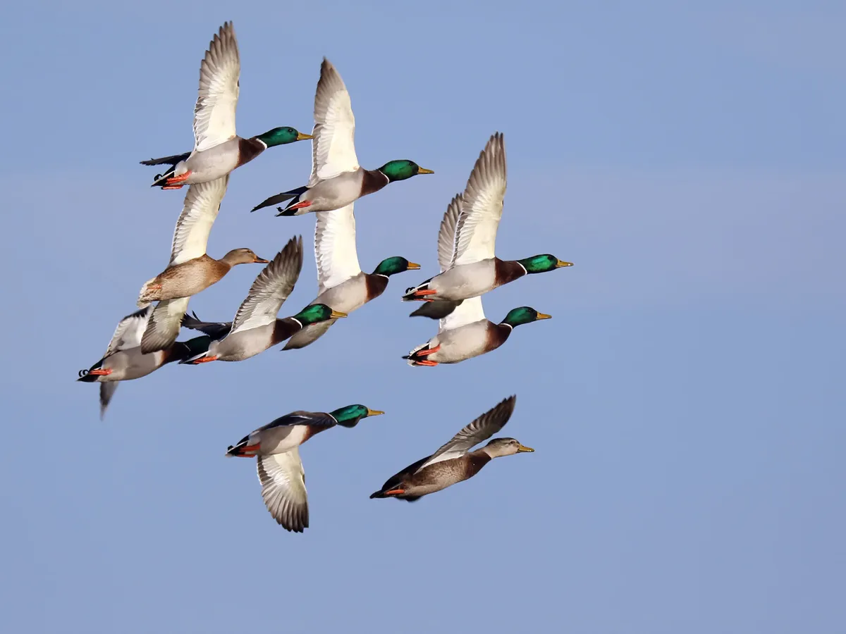 A flock of Mallards in flight together