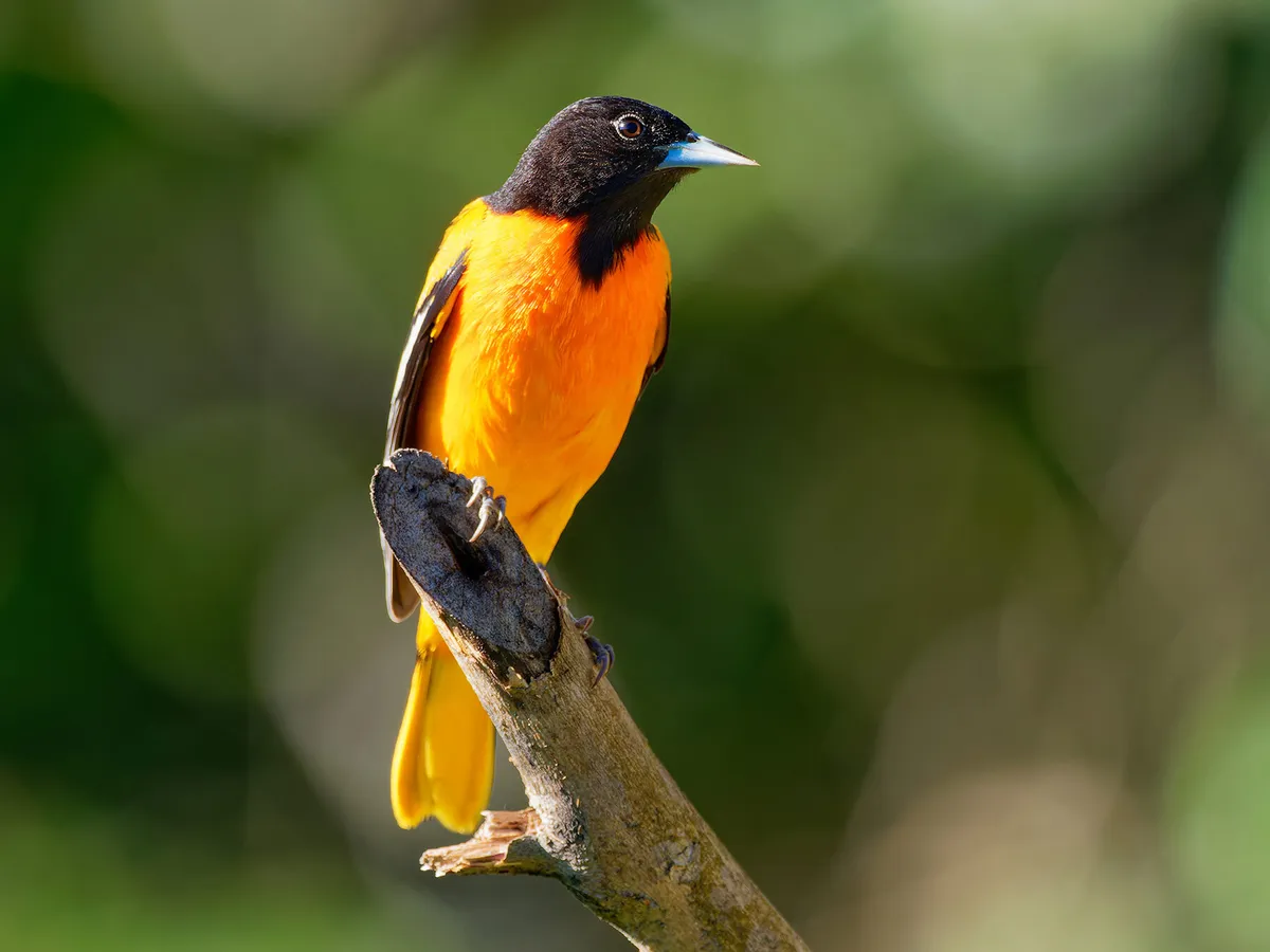 The state bird of Maryland, the Baltimore Oriole.