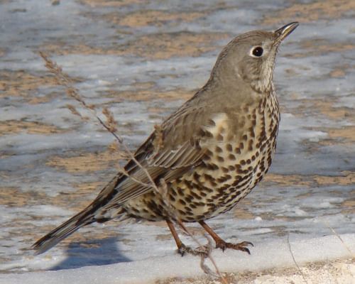 Mistle Thrush or Song Thrush: How to Tell the Difference?