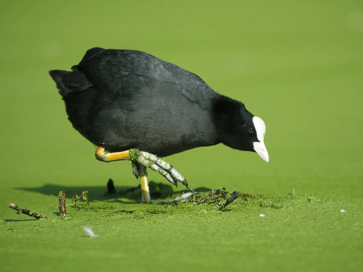 Moorhen or Coot: What Are The Differences?