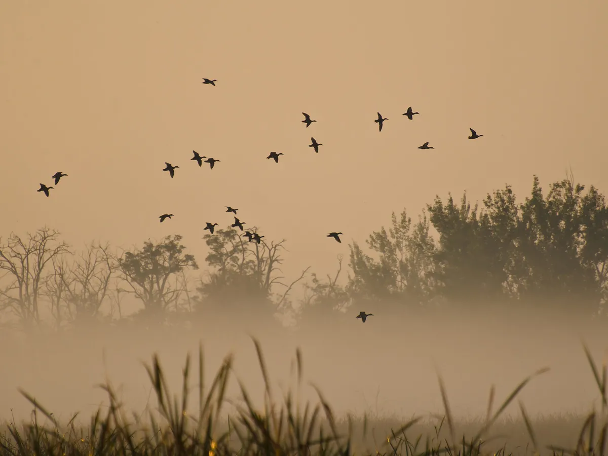 A group of ducks flying early in the morning over the fog