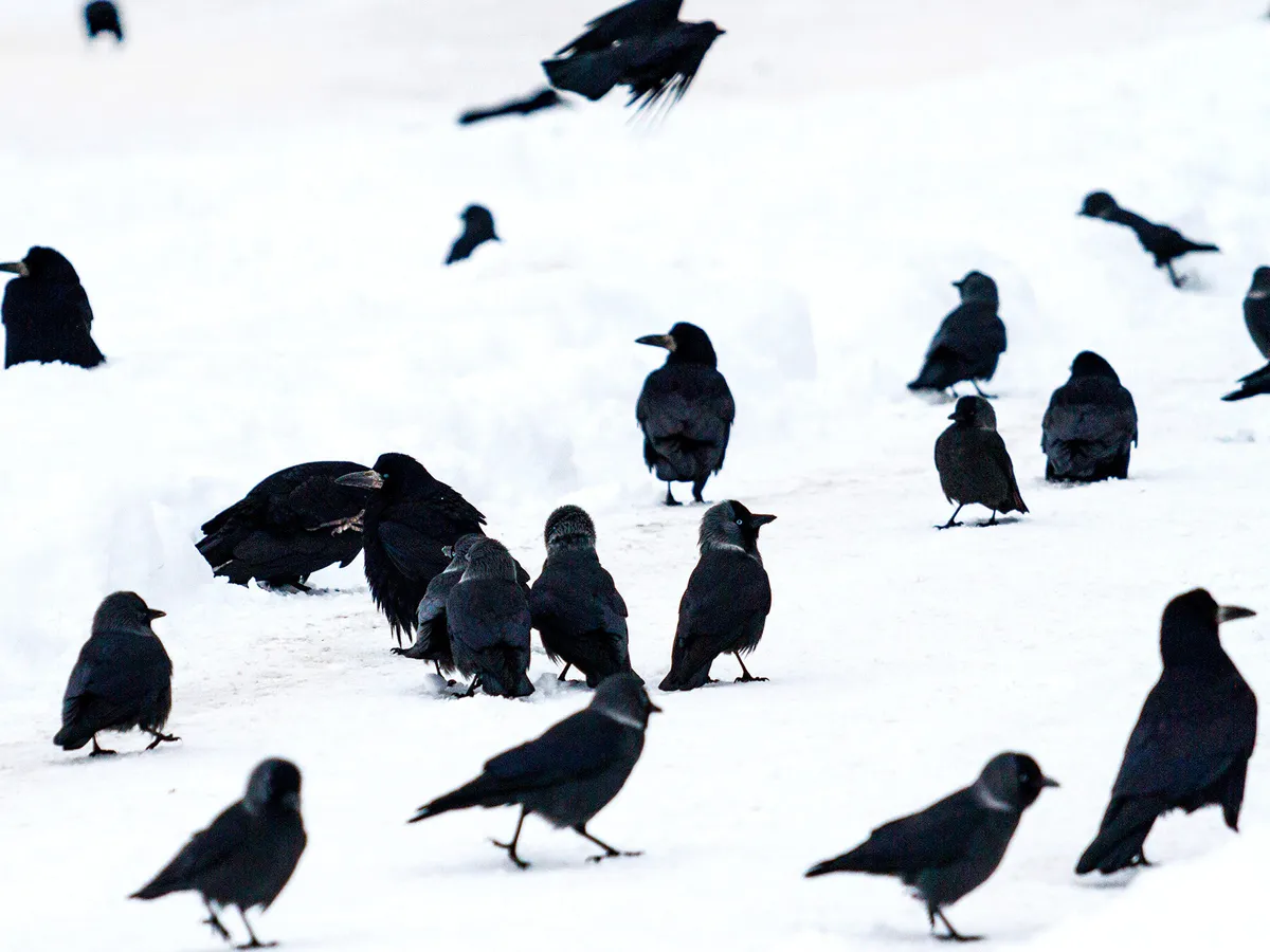 A 'murder' of crows in the winter