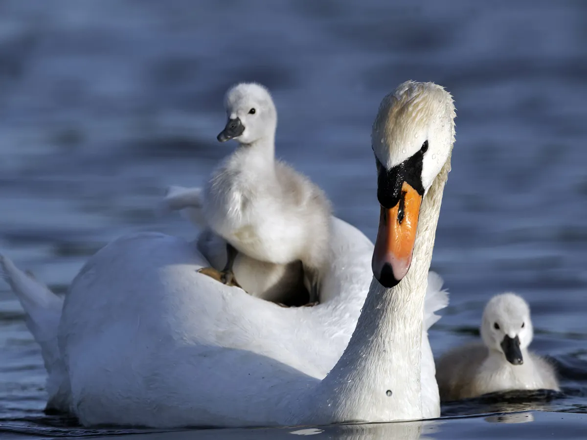 Mute Swans are the most common and largest swans in the UK