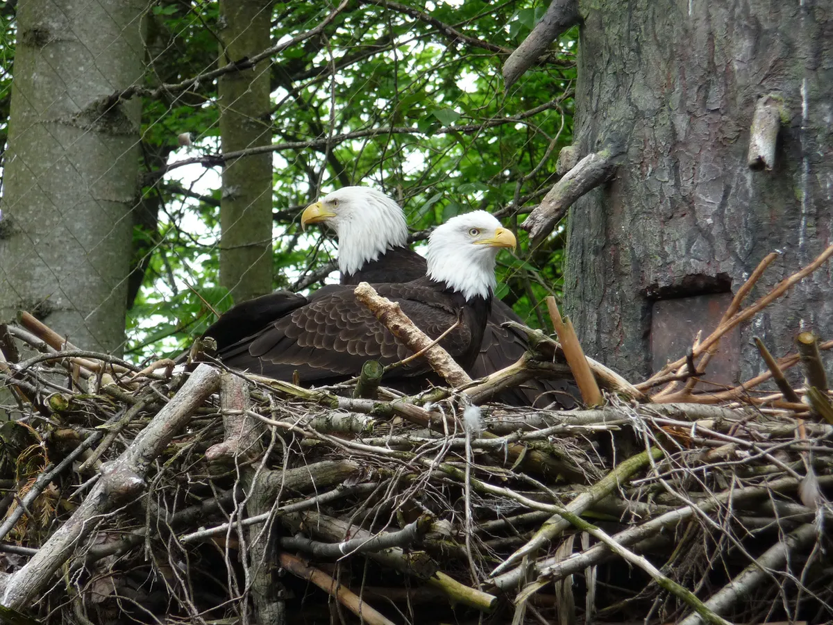 A nesting pair of Bald Eagles inside their nest