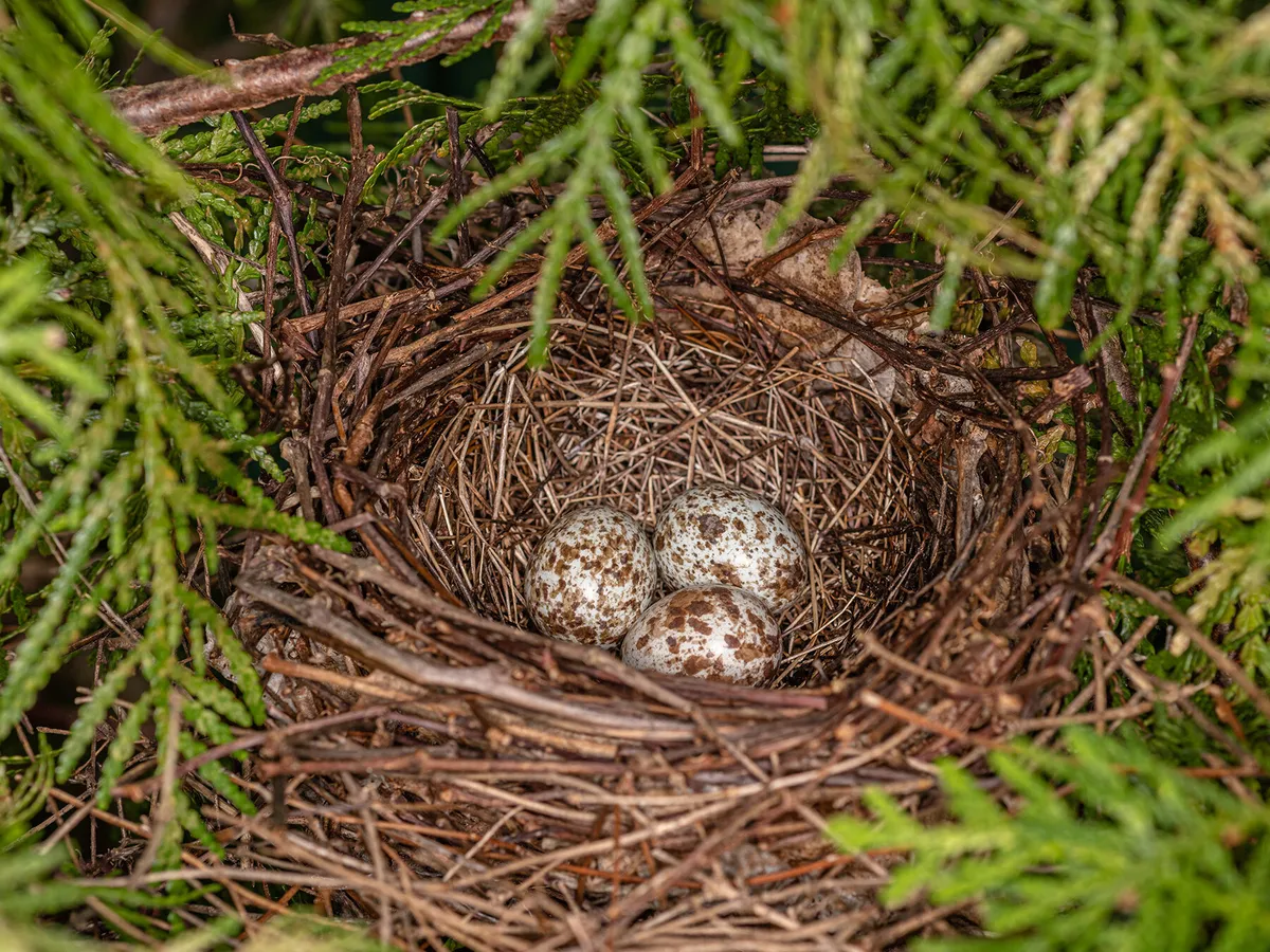 The nest and eggs of a northern cardinal