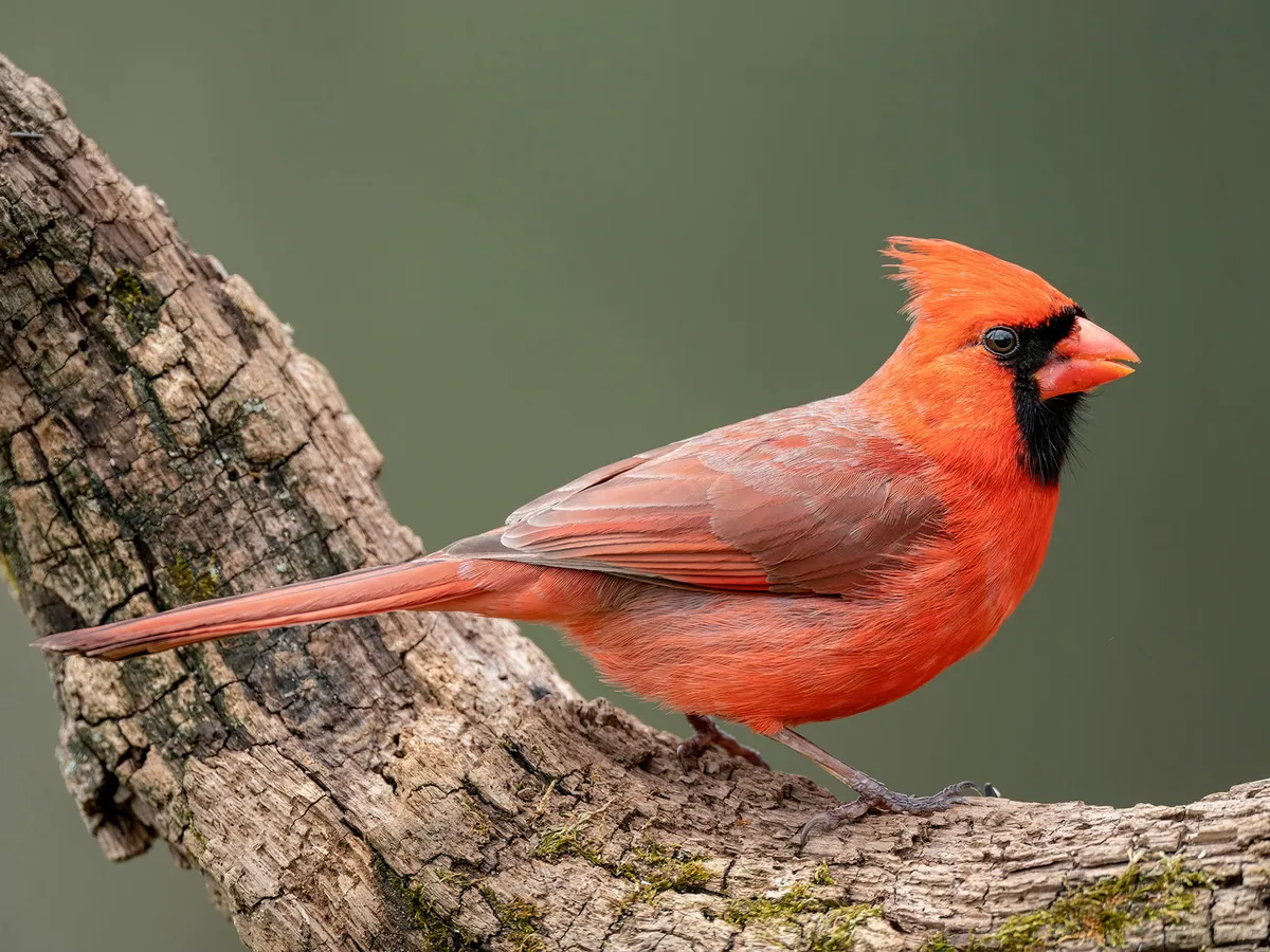 Northern Cardinal Symbolism: A Complete Guide