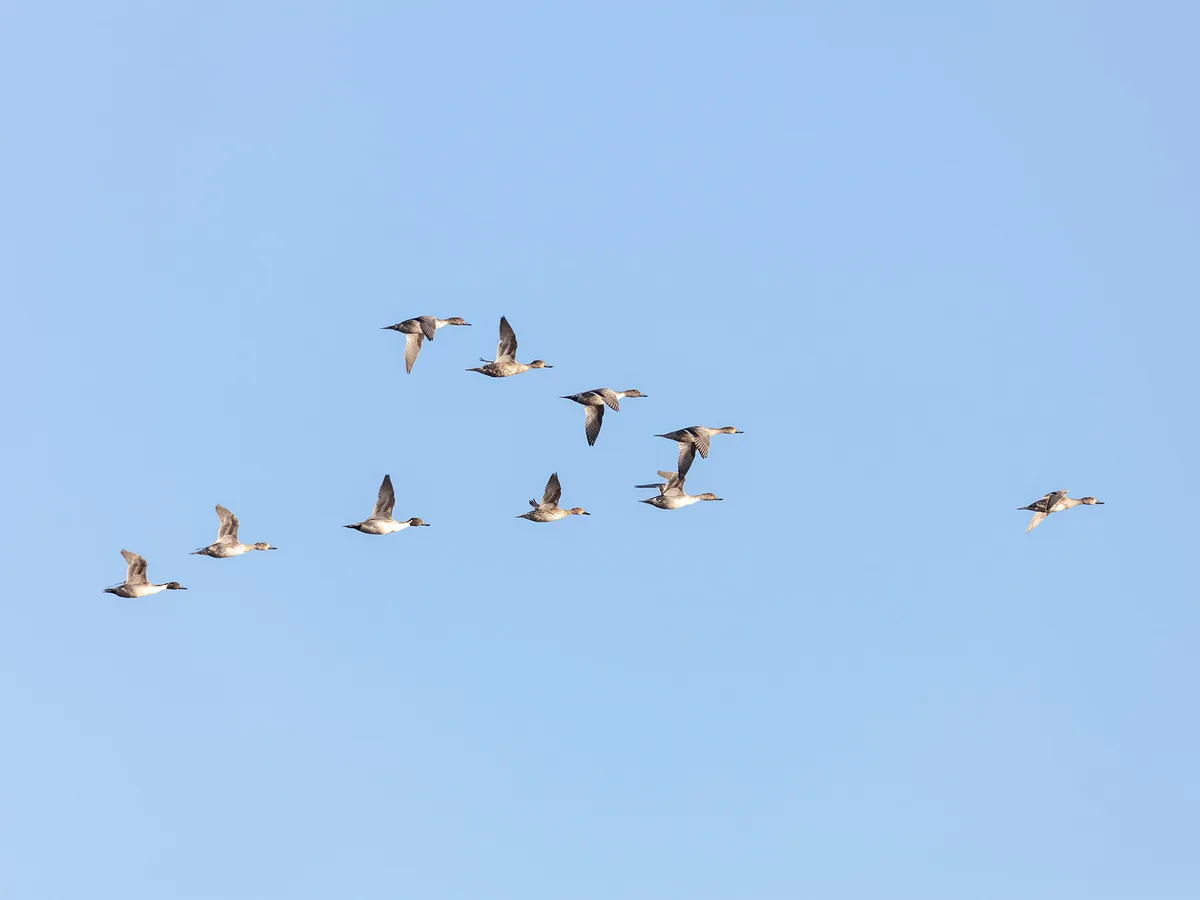 Northern Pintails flying in formation