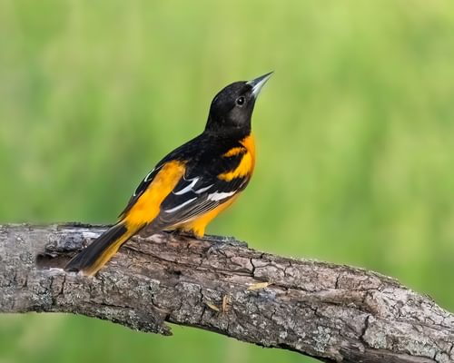 Orchard Oriole or Baltimore Oriole: What Are The Differences?