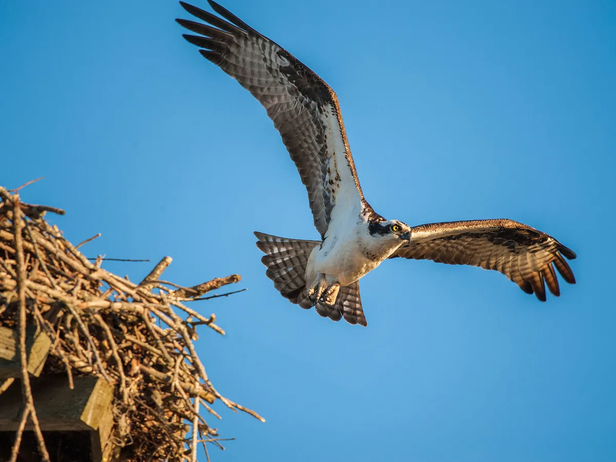 Osprey Nesting (All You Need To Know)