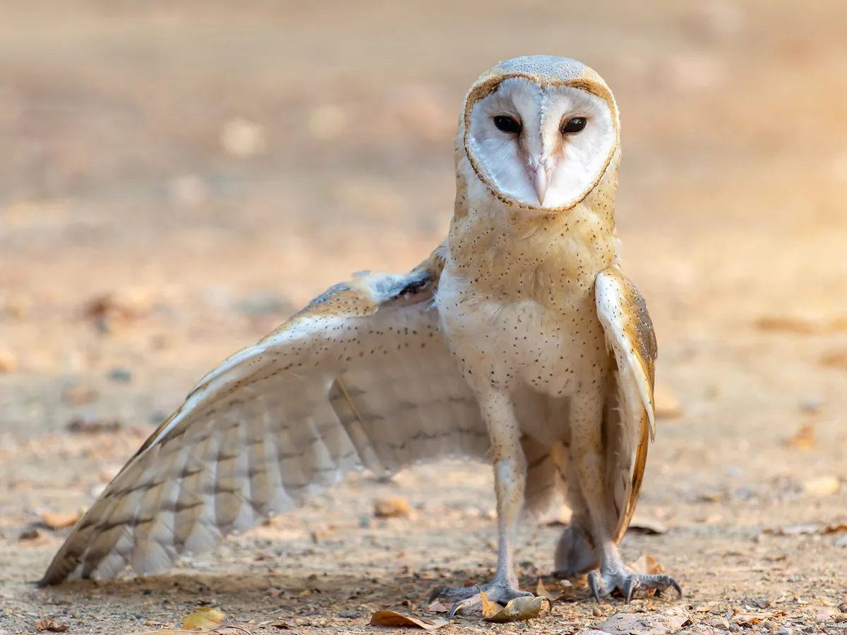 Owl Legs: Everything You Need To Know (With Pictures)