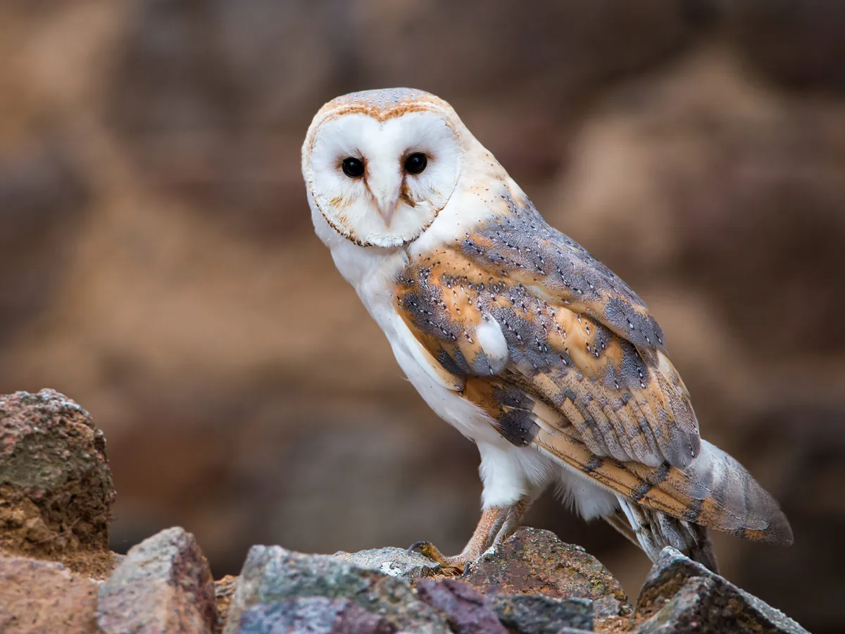 Types of Owls in Alabama (Complete Guide)