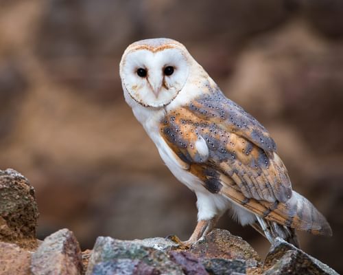 Types of Owls in Alabama (Complete Guide)