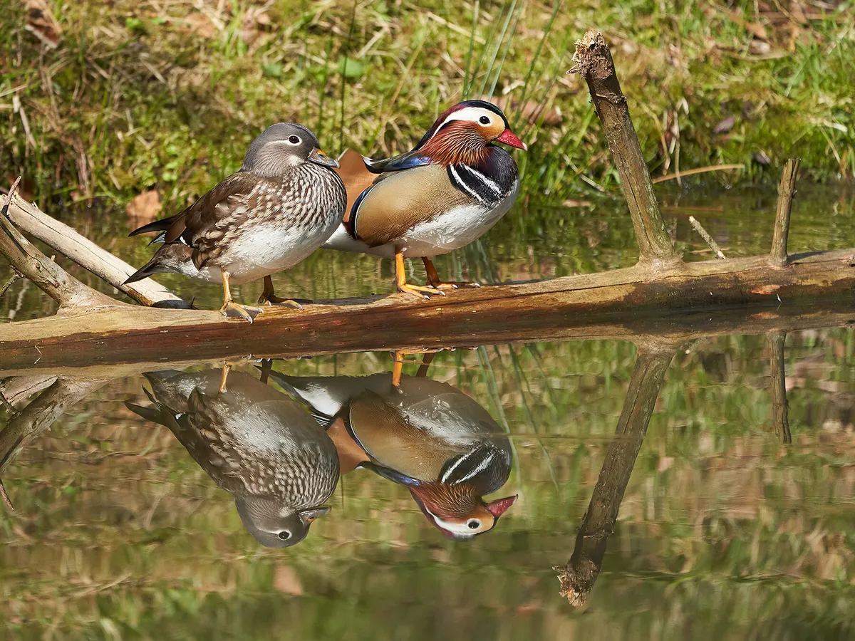 Female mandarin duck (left) and male mandarin duck (right) perched