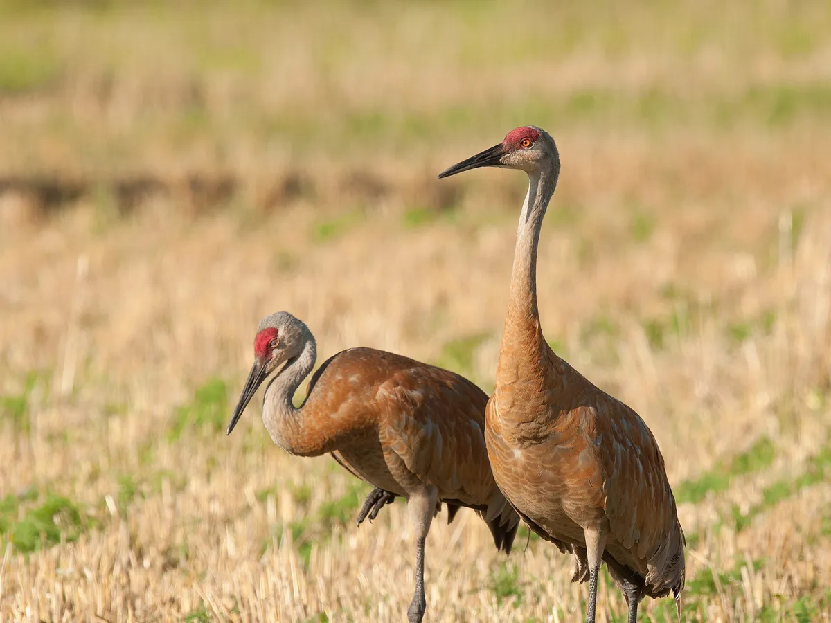 A pair of sandhill cranes in a harvested grain field