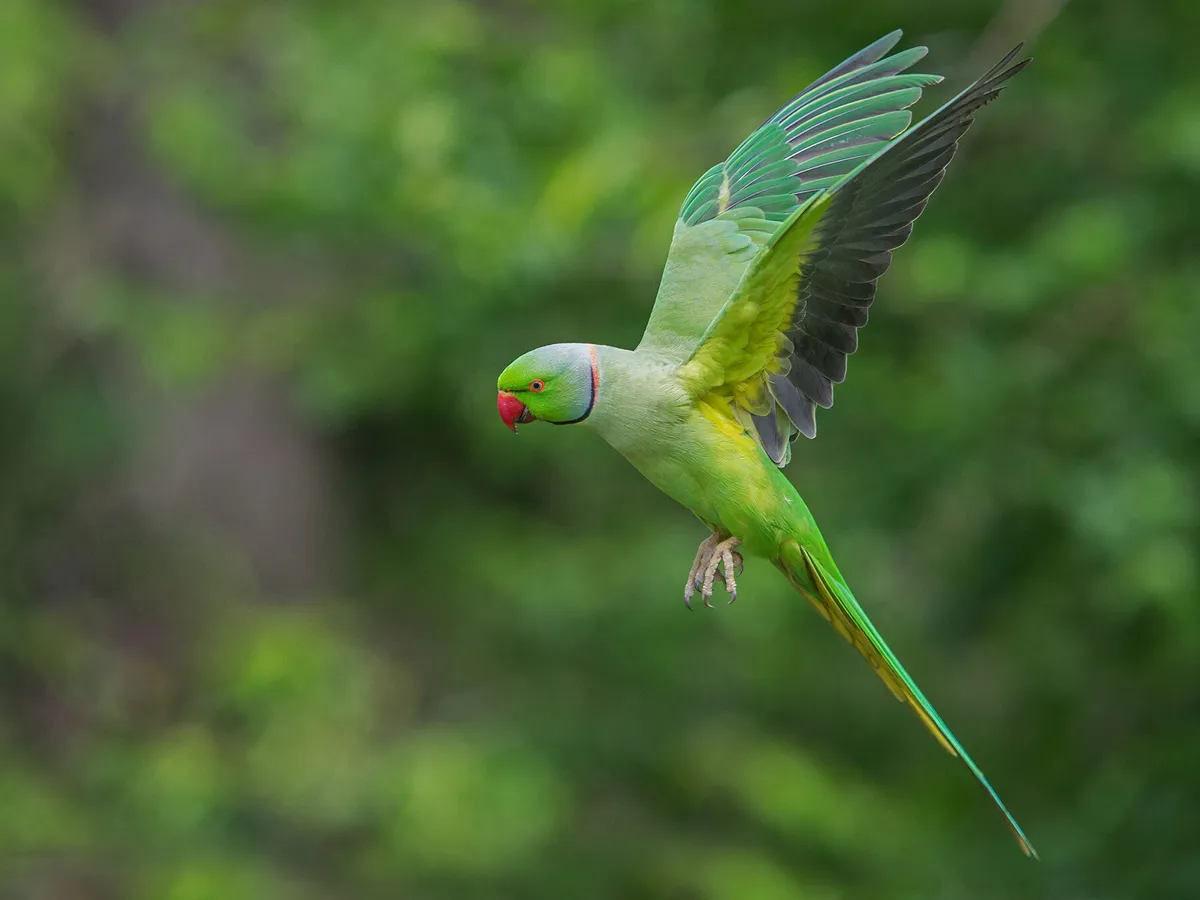 Parakeets Of London: All You Need To Know