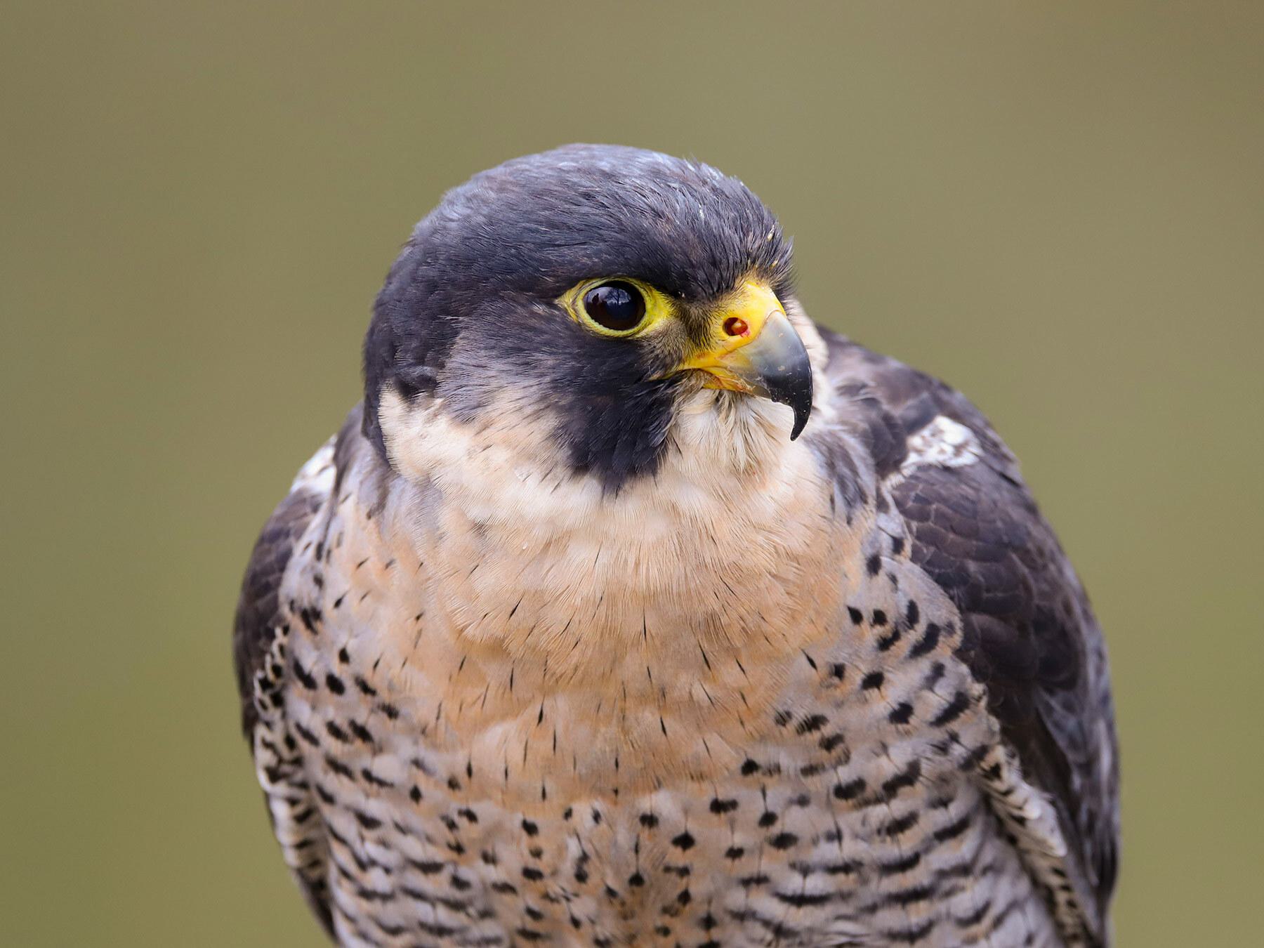 peregrine-falcon-bird-facts-falco-peregrinus-bird-fact