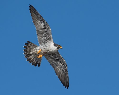 Peregrine Falcon Migration: A Complete Guide